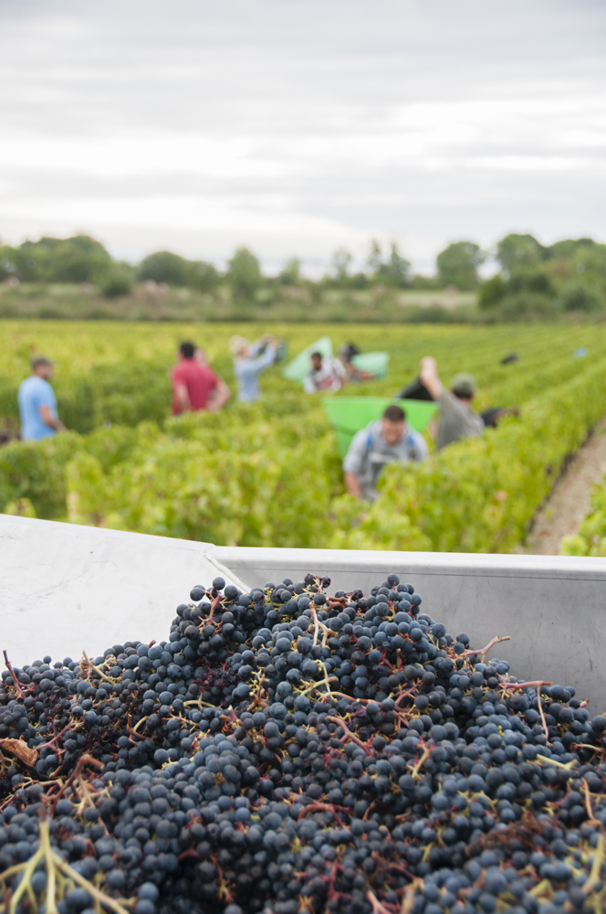 Notre Domaine Château Ségur de Cabanac